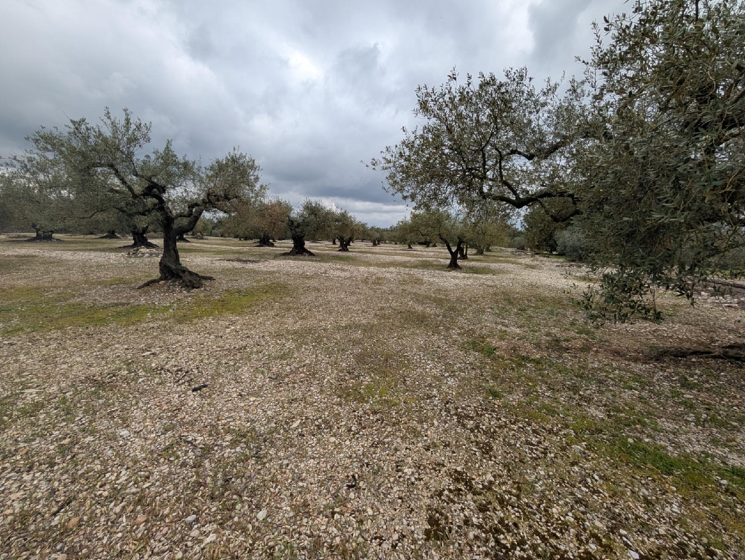  en venta terreno Traiguera Baix Maestrat 5