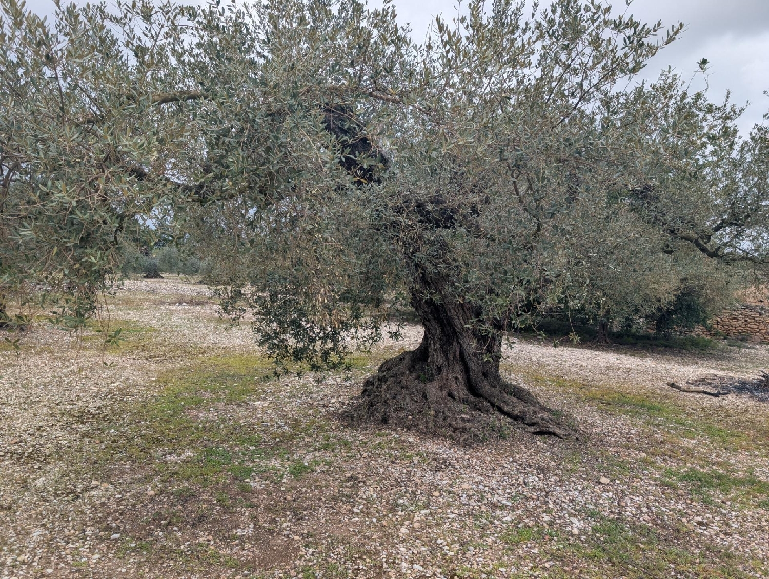  en venta terreno Traiguera Baix Maestrat 7