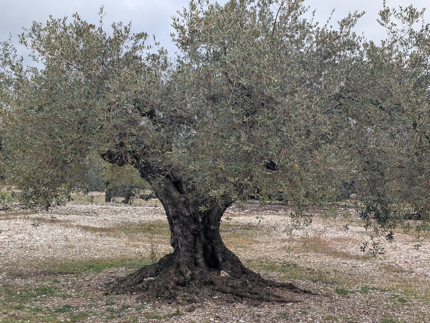  en venta terreno Traiguera Baix Maestrat 4