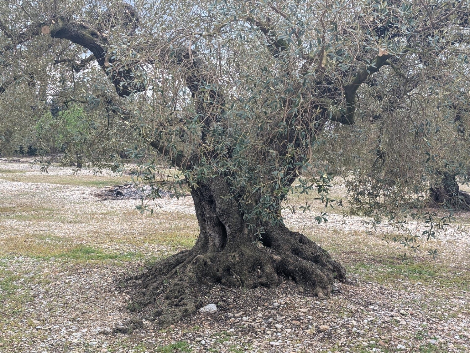  en venta terreno Traiguera Baix Maestrat 6