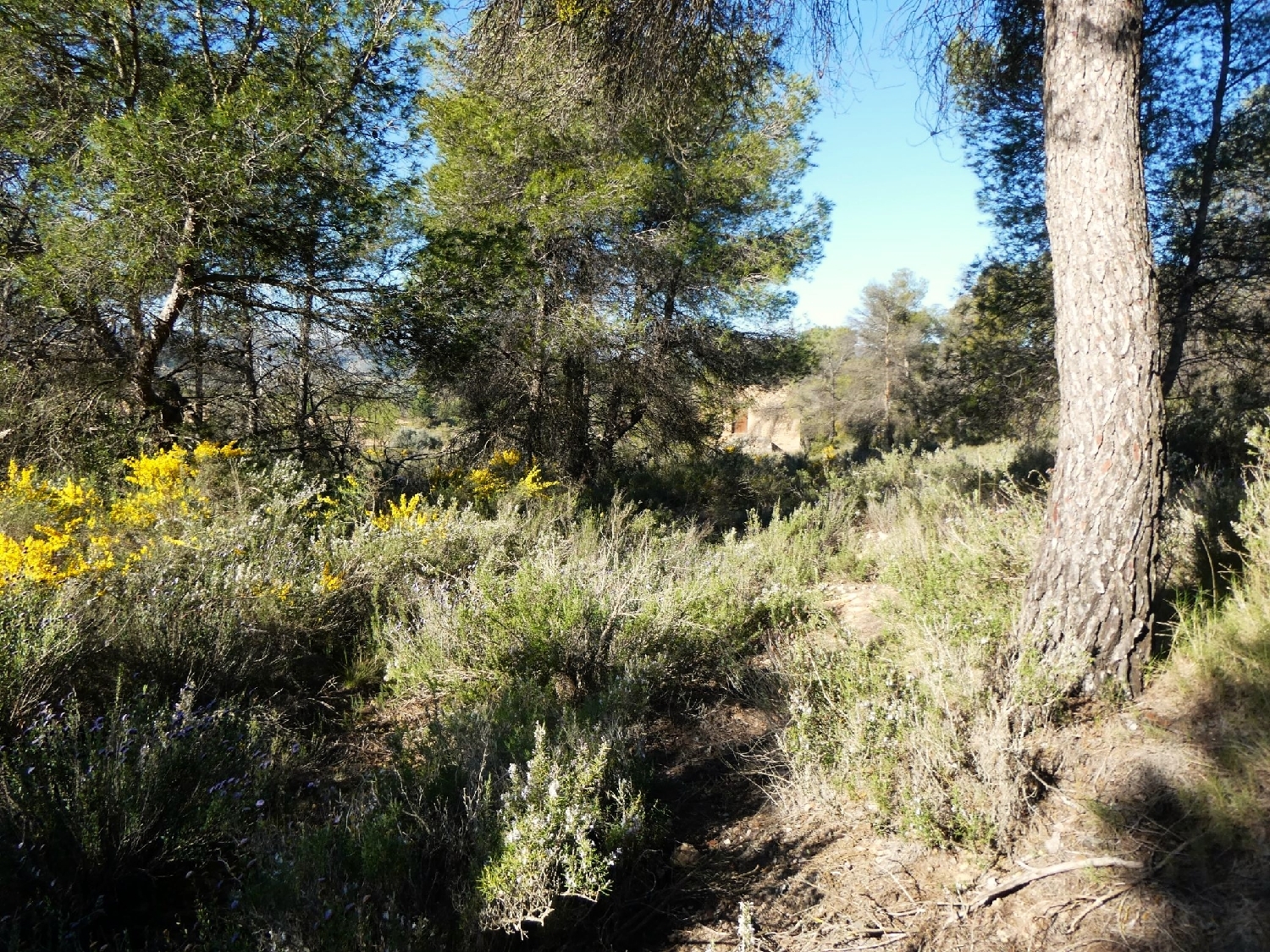  till salu hus på landet Batea Terra Alta 6