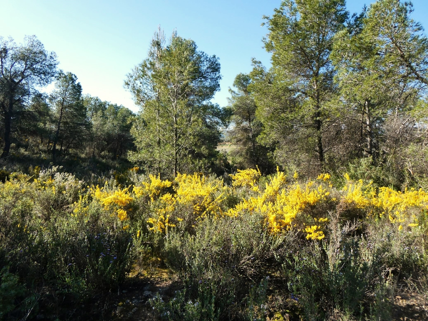  till salu hus på landet Batea Terra Alta 5