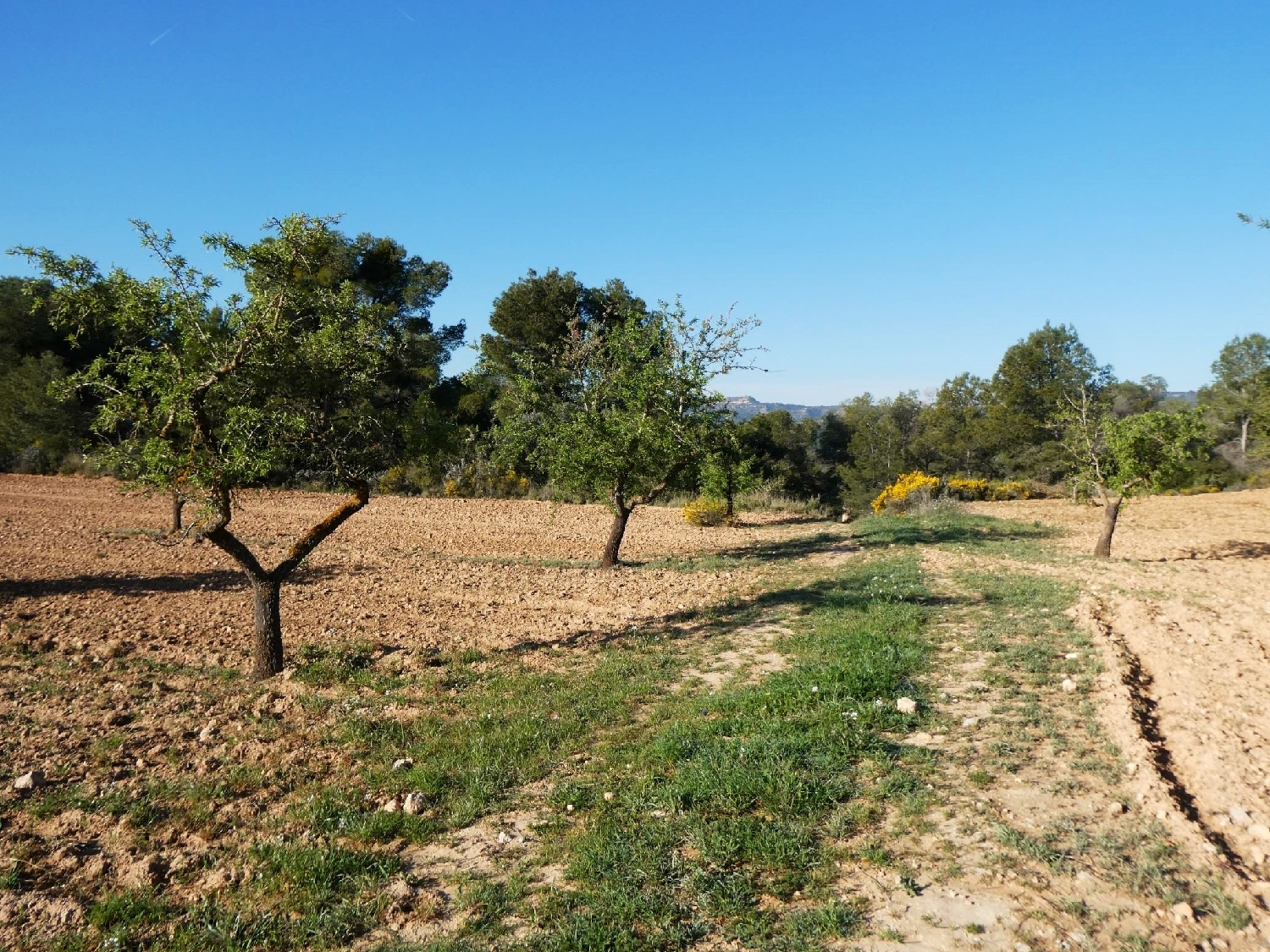  till salu hus på landet Batea Terra Alta 2