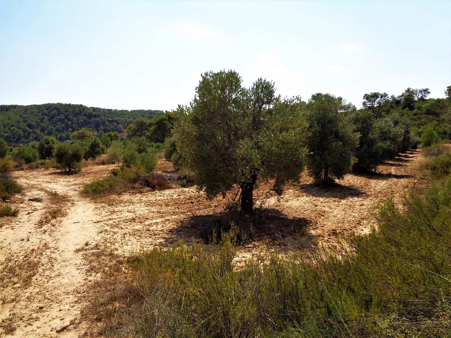  kaufen Landhaus Batea Terra Alta 7