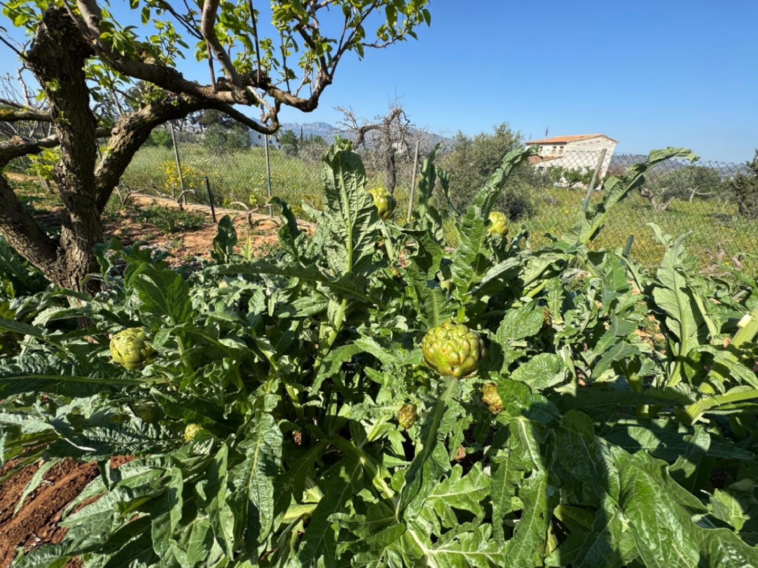  à vendre maison de campagne Benissa Marina Alta 14