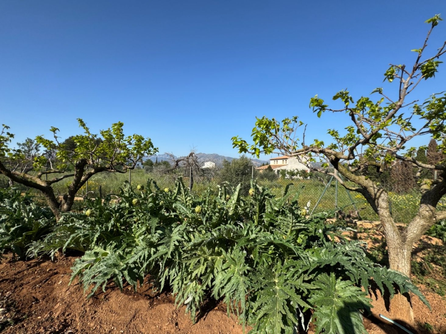  à vendre maison de campagne Benissa Marina Alta 13