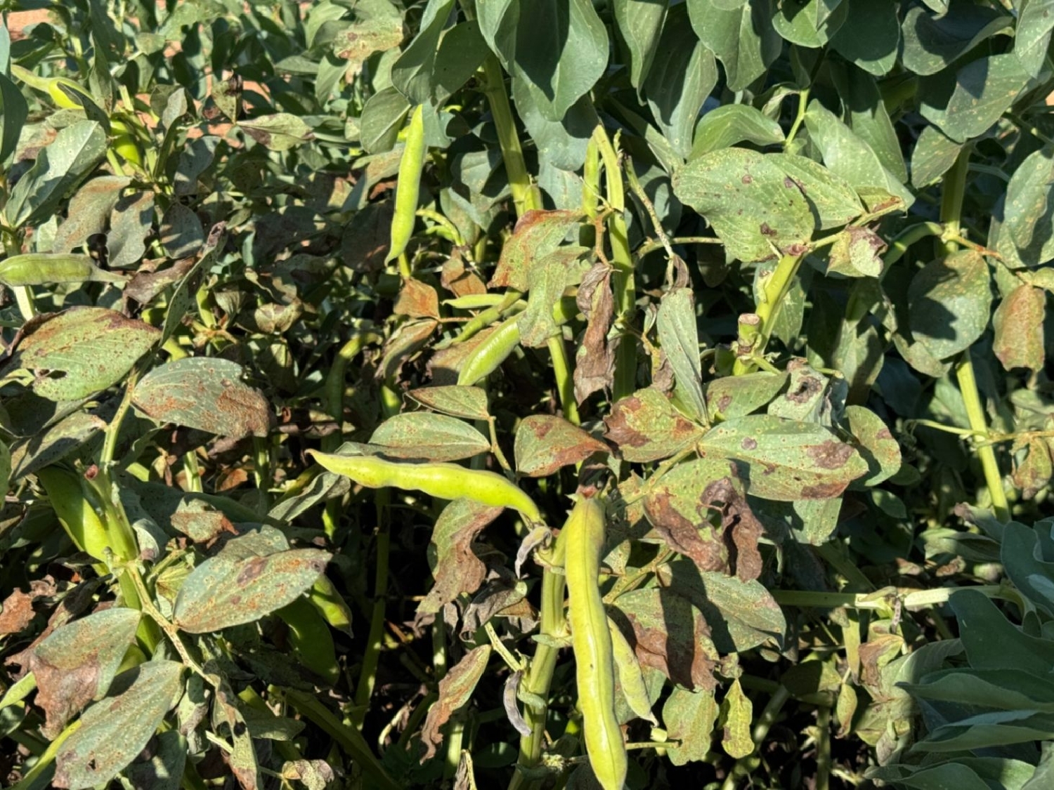  à vendre maison de campagne Benissa Marina Alta 18