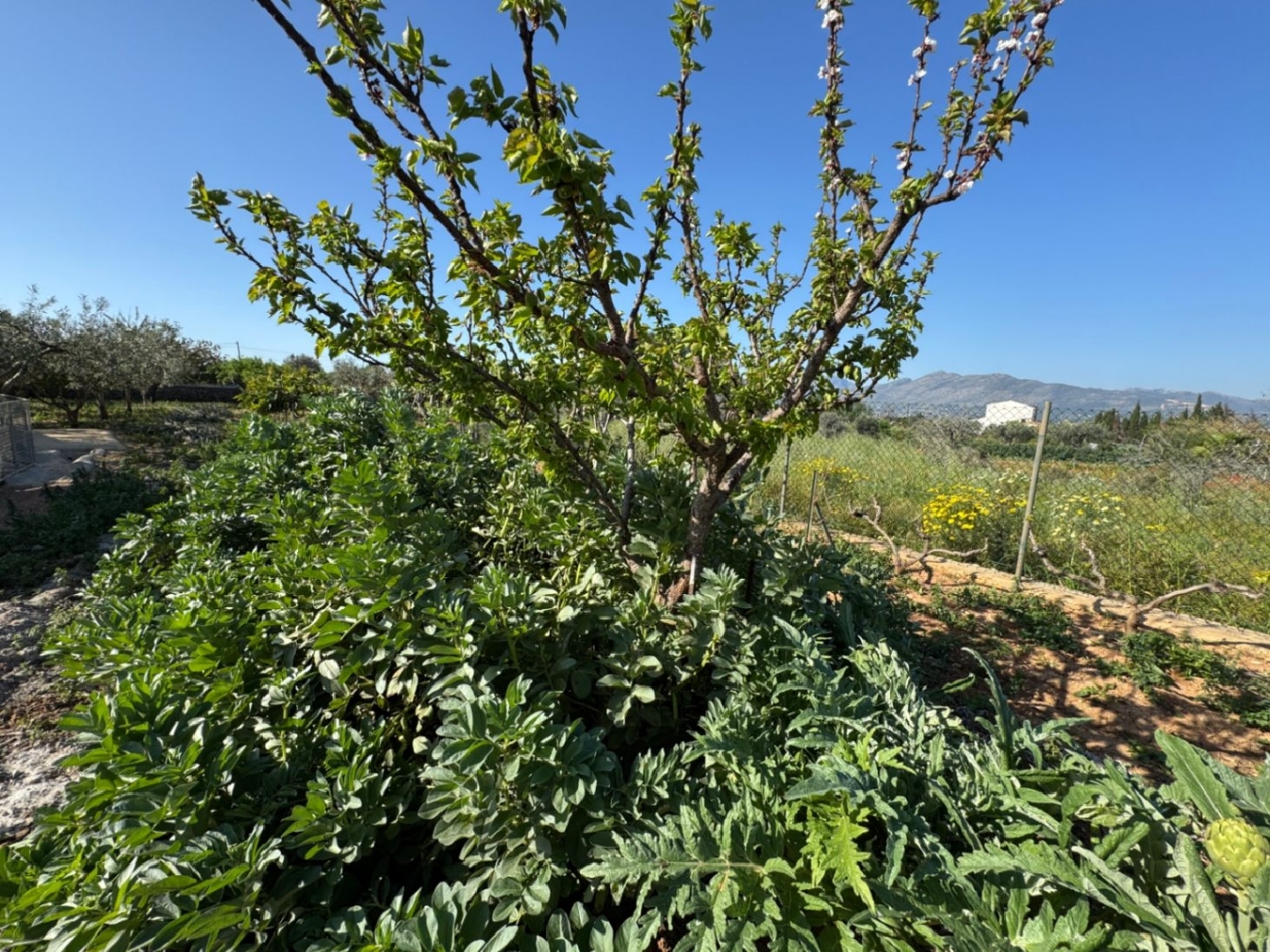  à vendre maison de campagne Benissa Marina Alta 15