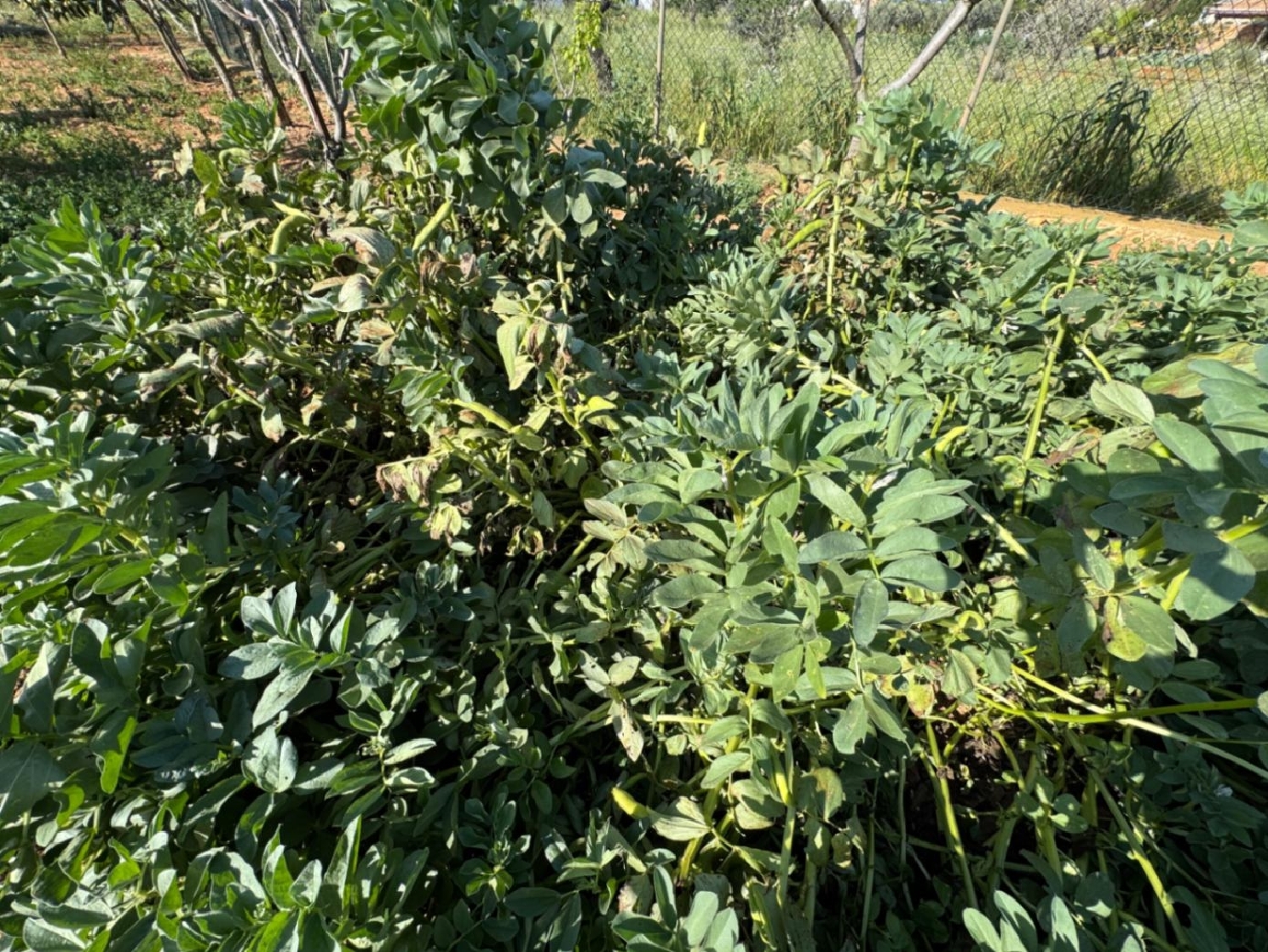  à vendre maison de campagne Benissa Marina Alta 17