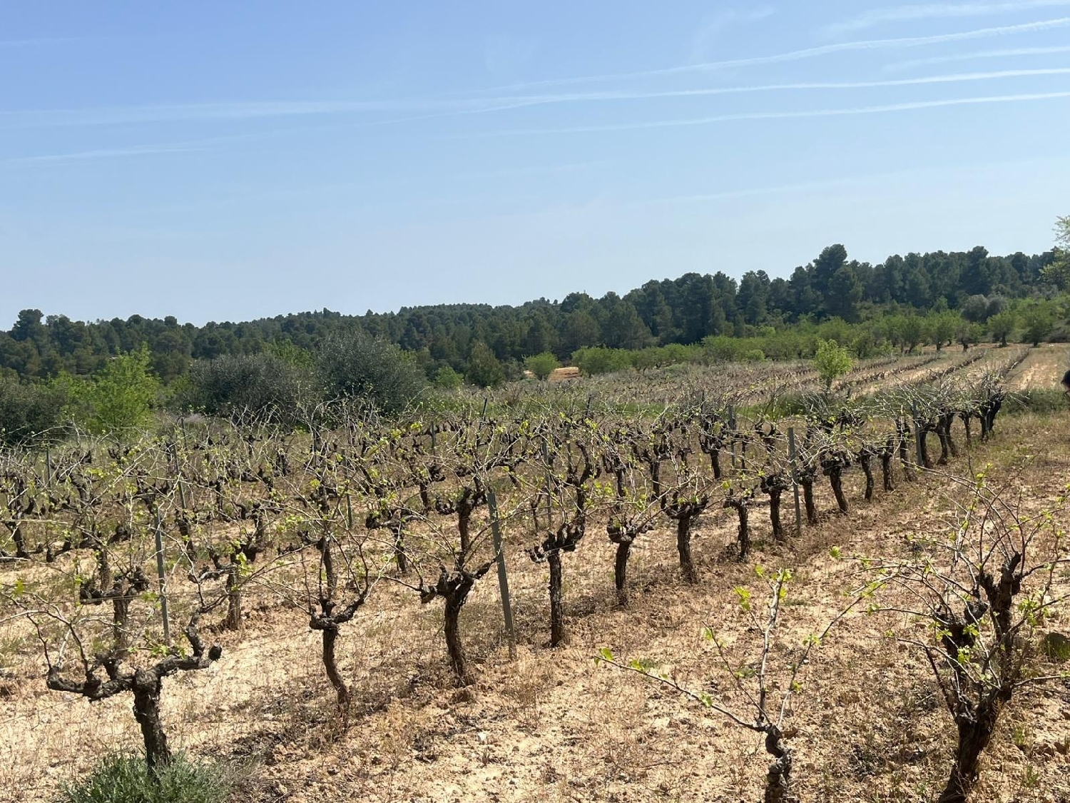  till salu hus på landet Calaceite Matarraña 7