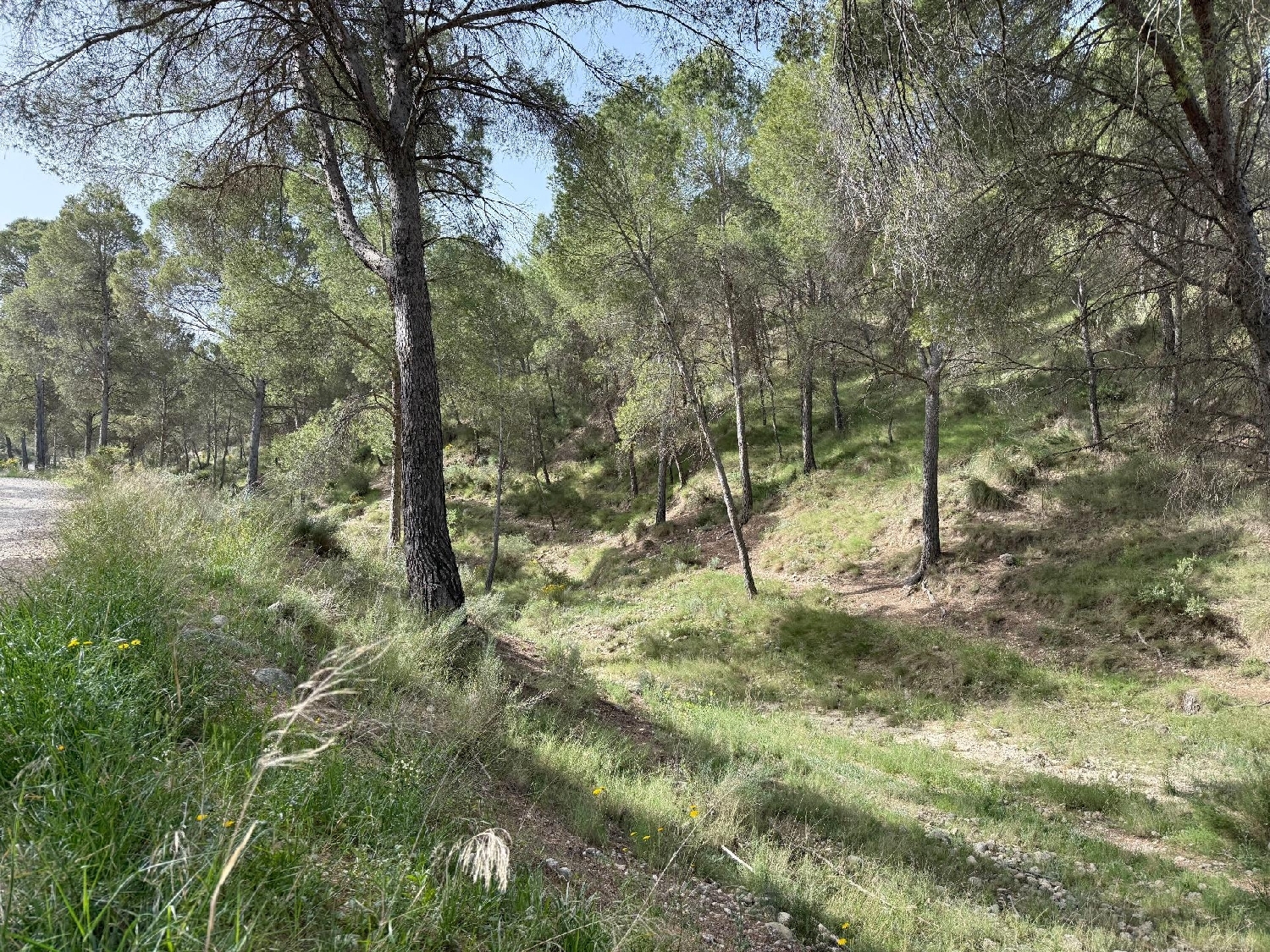  till salu hus på landet Calasparra Noroeste 5