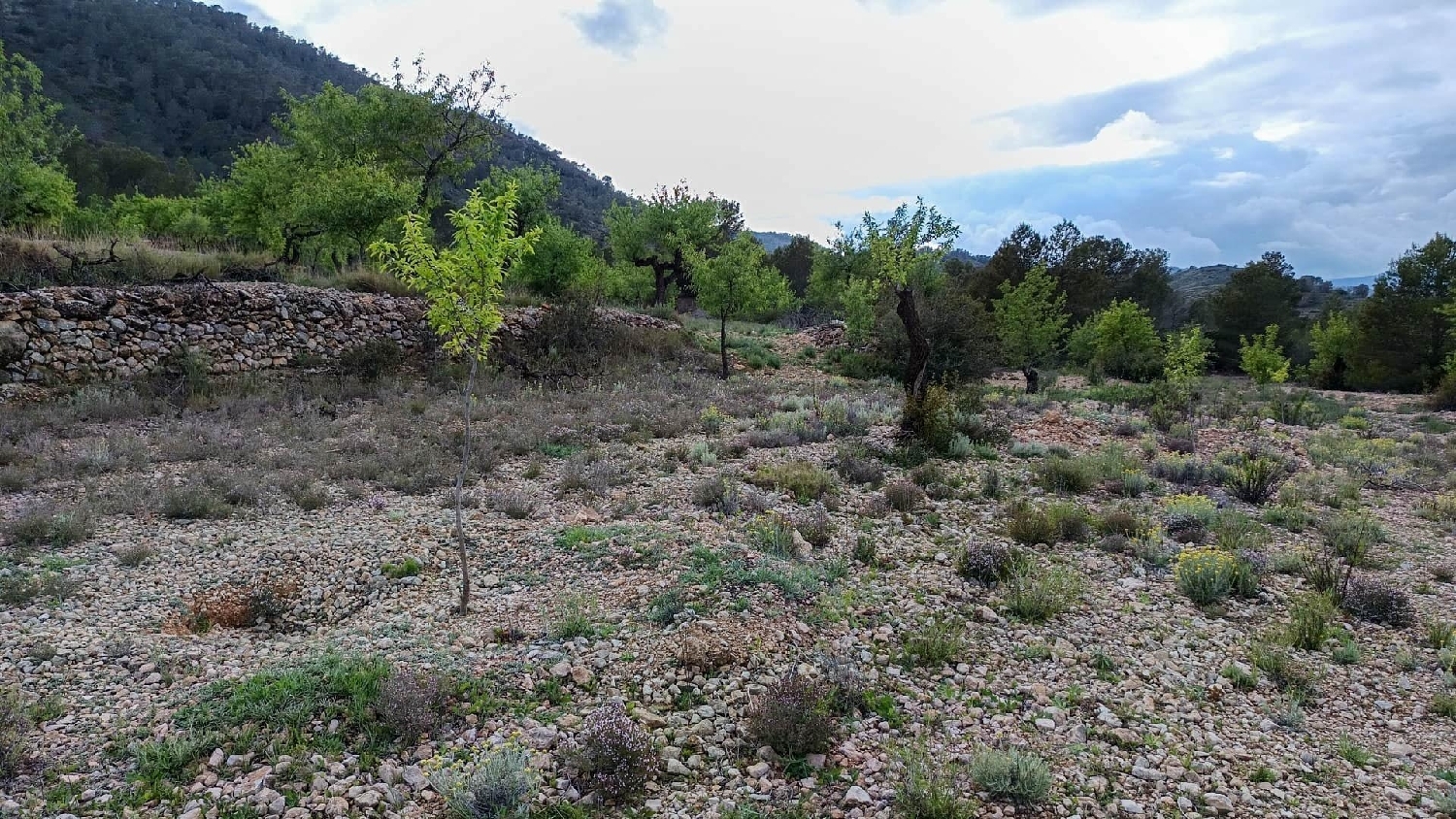  till salu hus på landet Hondón De Las Nieves Vinalopó Mitjà 7