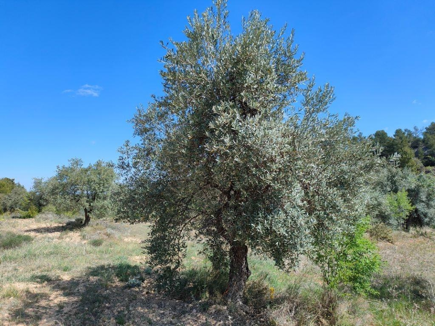  kaufen Landhaus La Fresneda Matarraña 7
