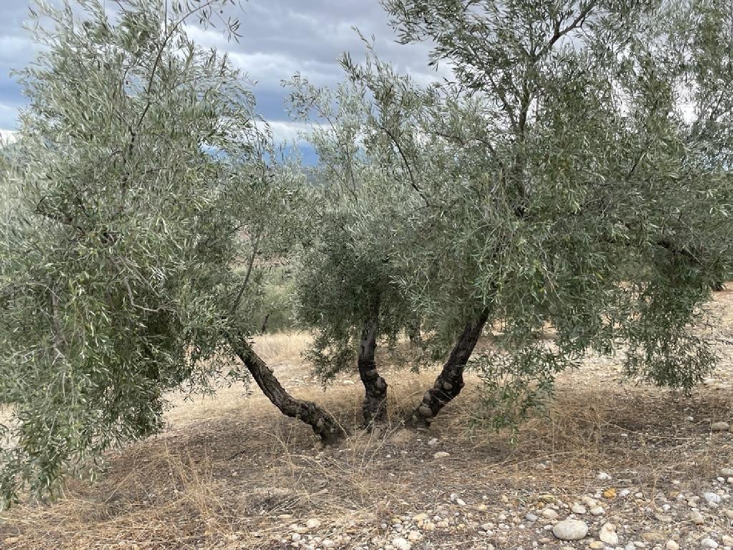  en venta finca rústica La Guardia De Jaén Metropolitana De Jaén 2