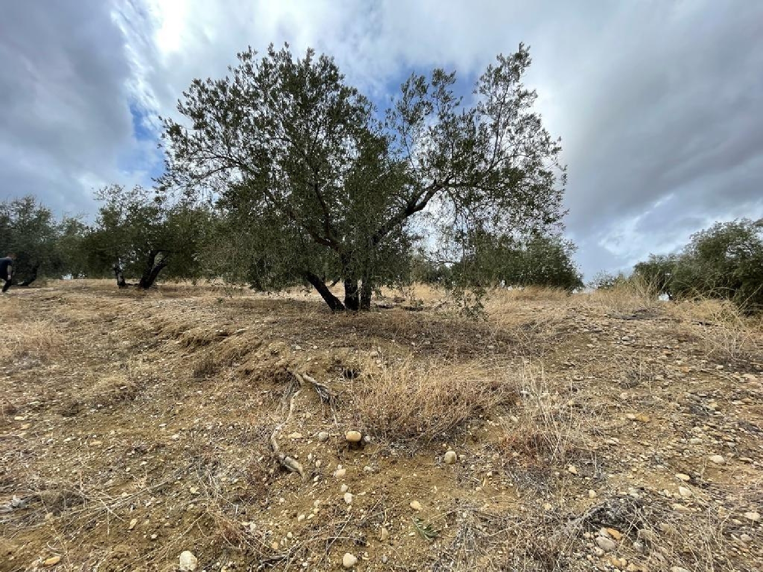  en venta finca rústica La Guardia De Jaén Metropolitana De Jaén 8