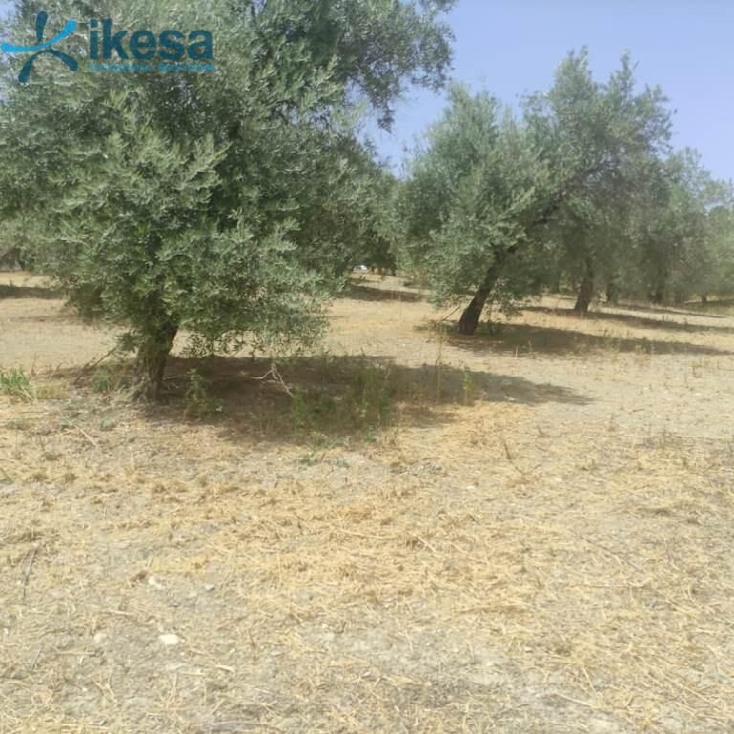  en venta finca rústica La Guardia De Jaén Metropolitana De Jaén 1