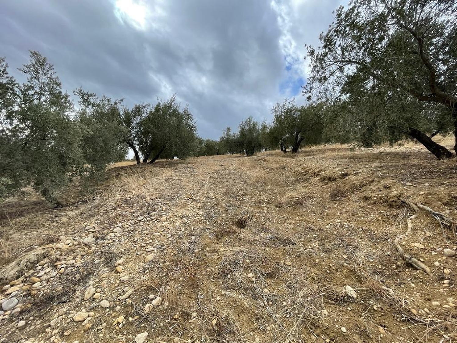 en venta finca rústica La Guardia De Jaén Metropolitana De Jaén 6