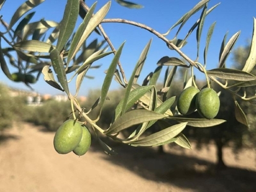 La Malahá Alhama hus på landet foto 6373272