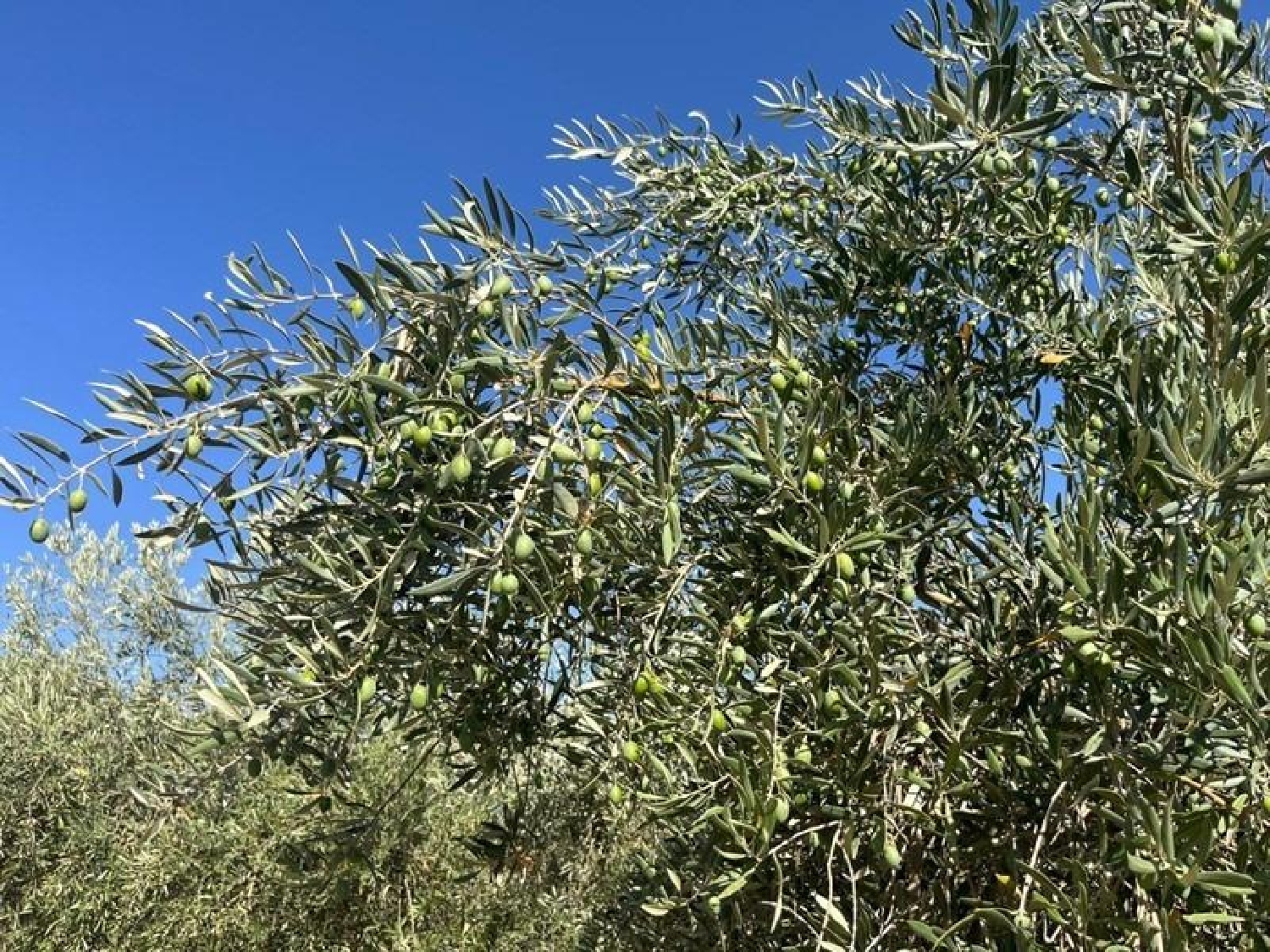  till salu hus på landet La Malahá Alhama 4