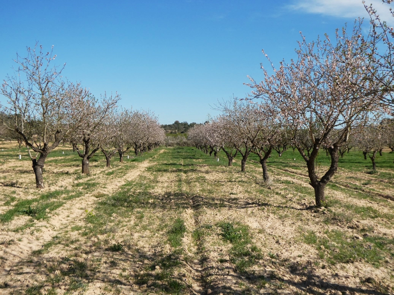  te koop boerderij Mequinenza Bajo Cinca 12
