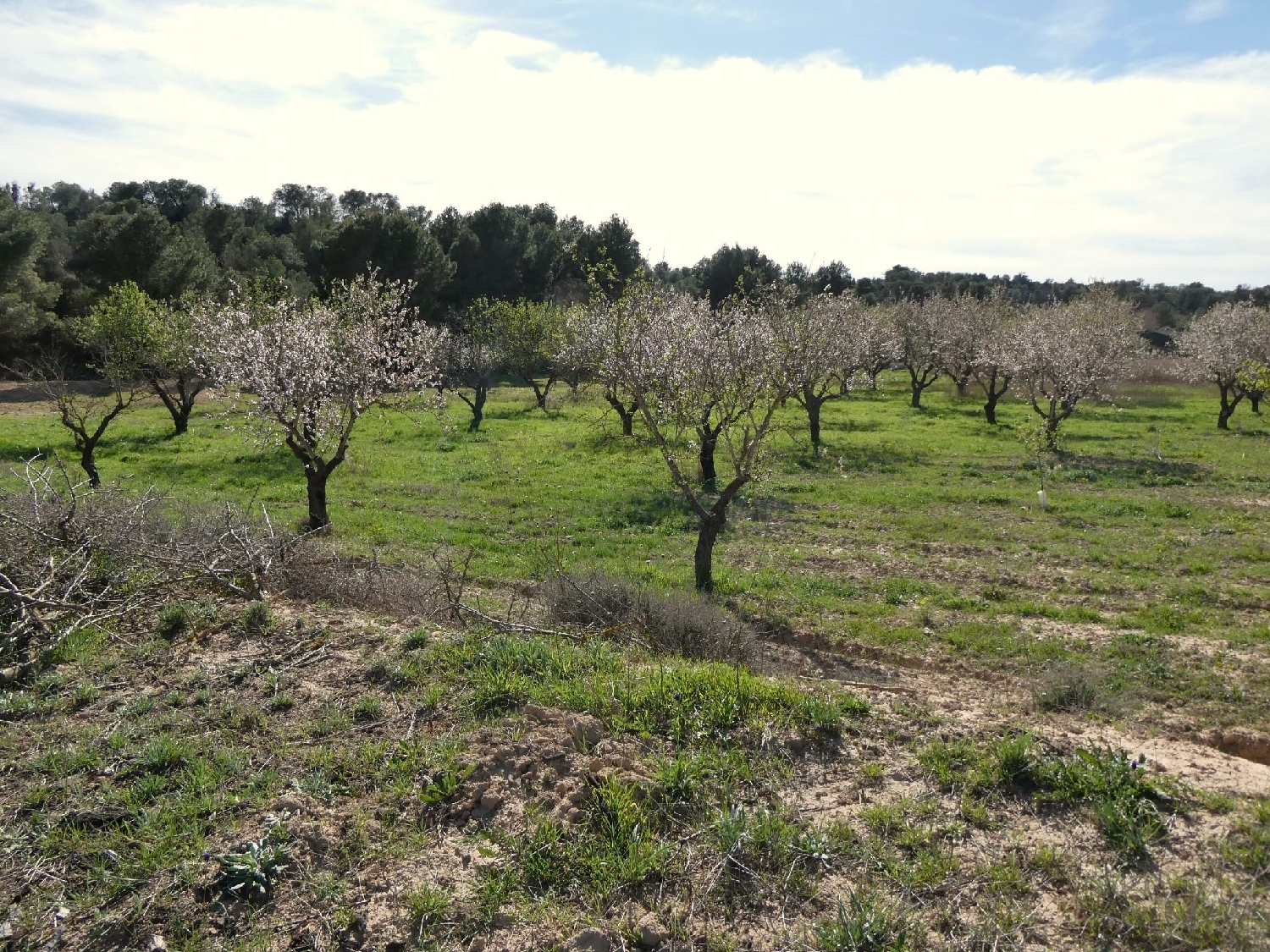  te koop boerderij Mequinenza Bajo Cinca 11