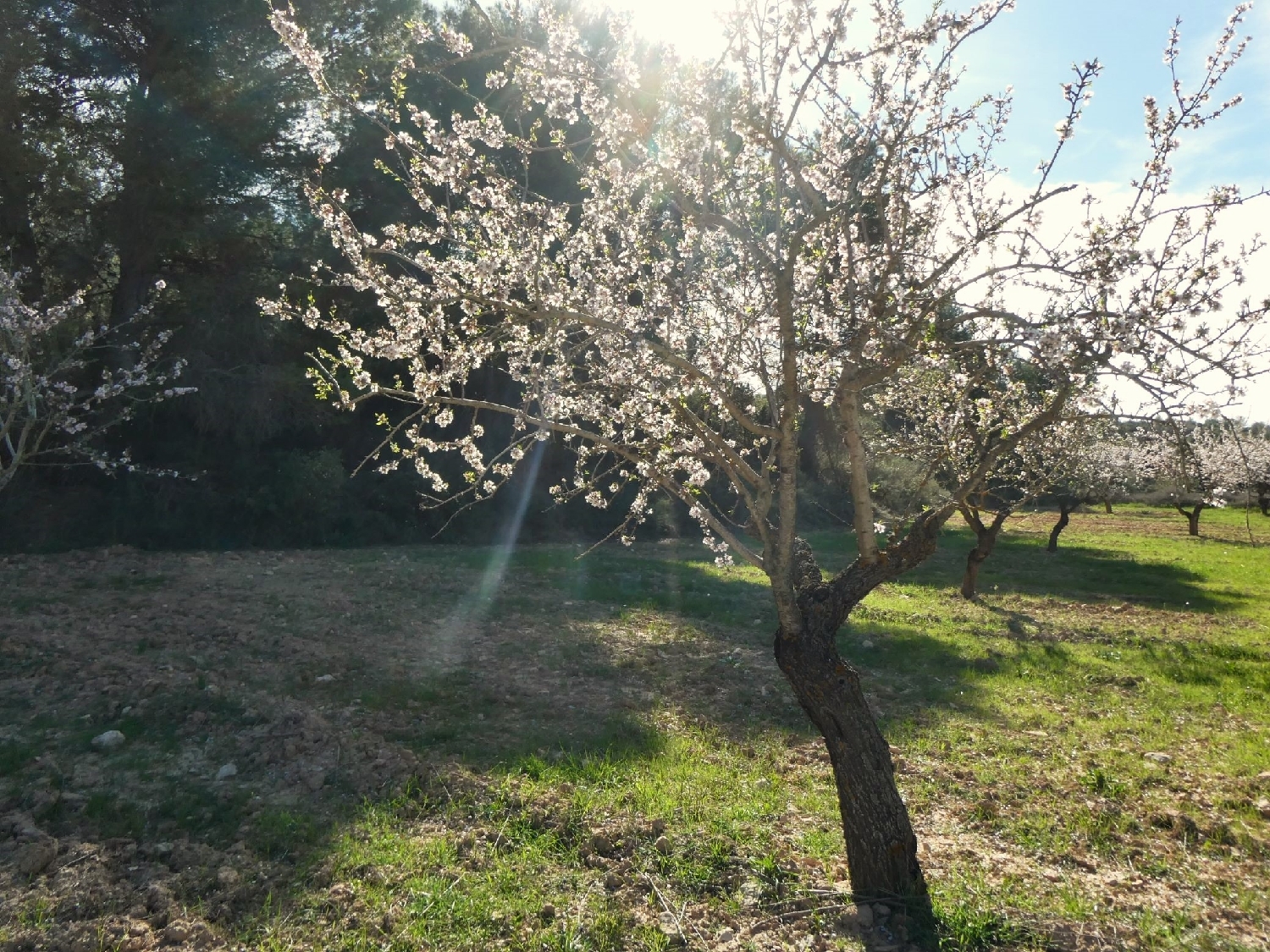  te koop boerderij Mequinenza Bajo Cinca 13