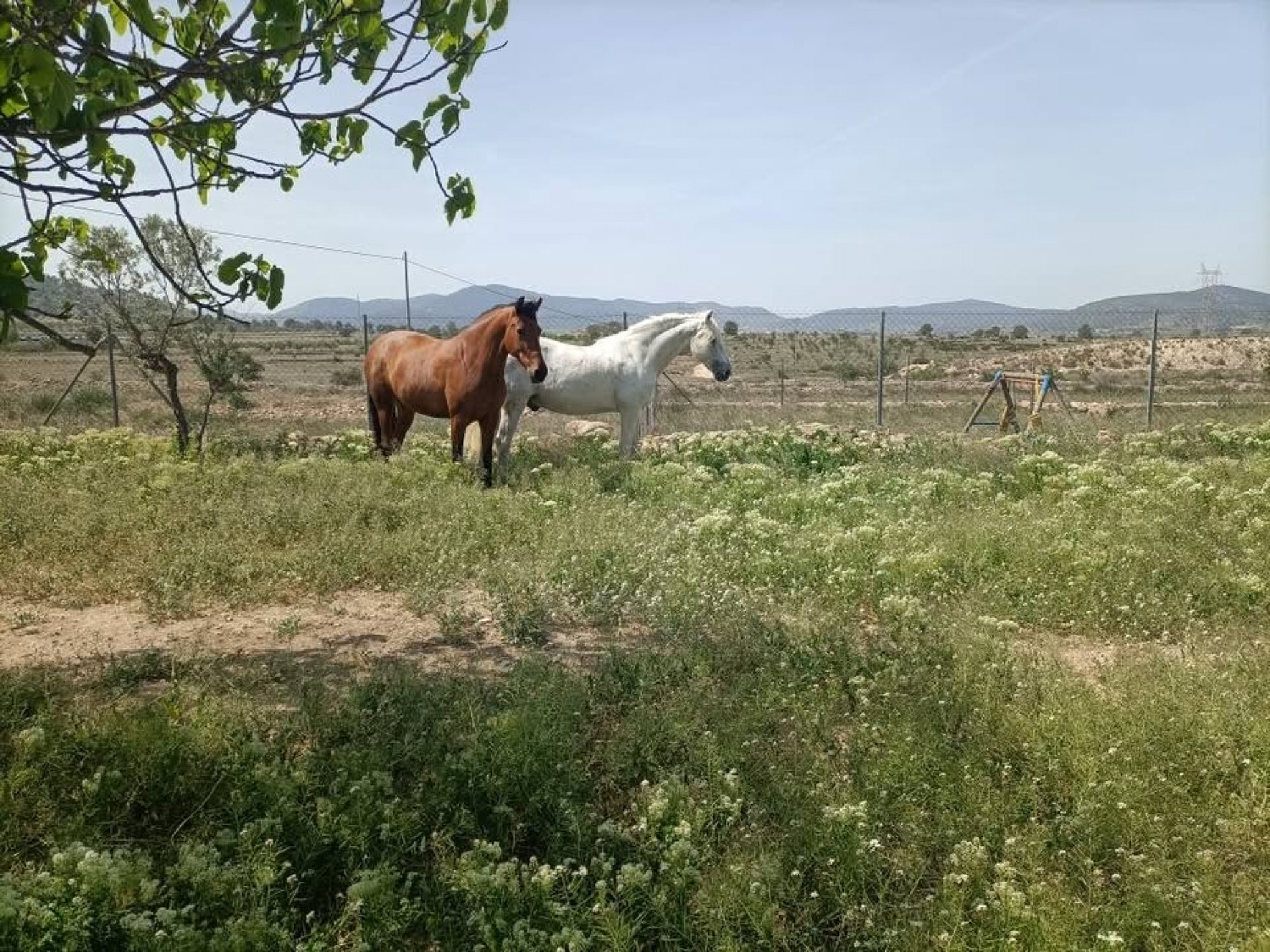  te koop boerderij Monóvar Vinalopó Mitjà 2