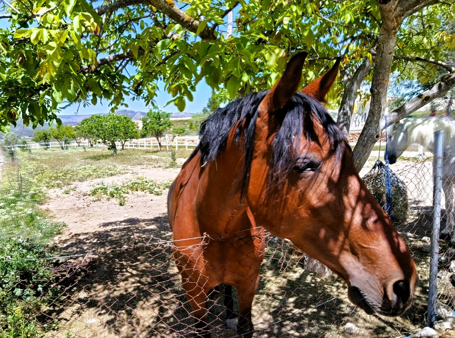  te koop boerderij Monóvar Vinalopó Mitjà 26