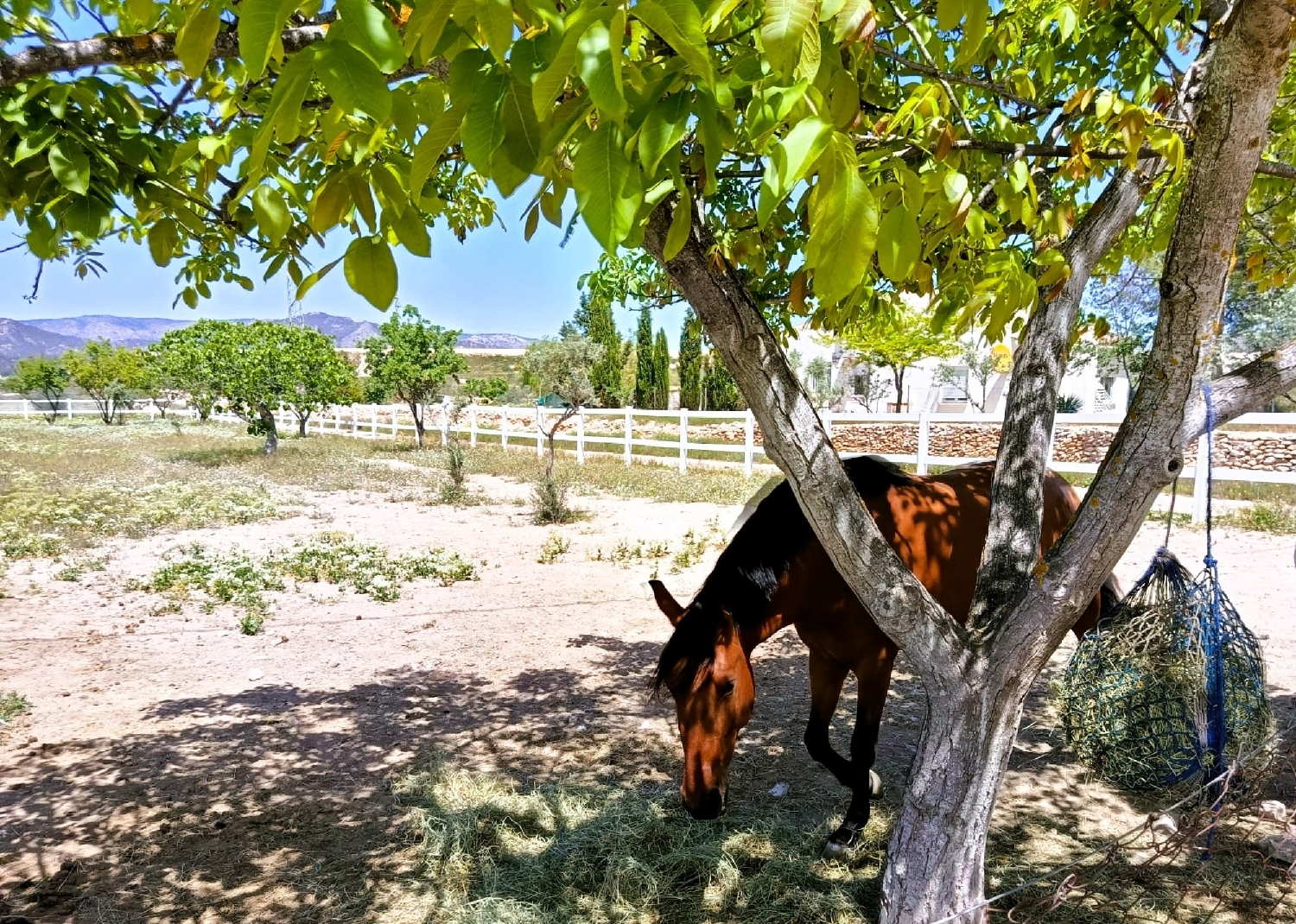  te koop boerderij Monóvar Vinalopó Mitjà 28