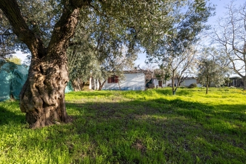 Otura Vega De Granada finca rústica foto 6370001