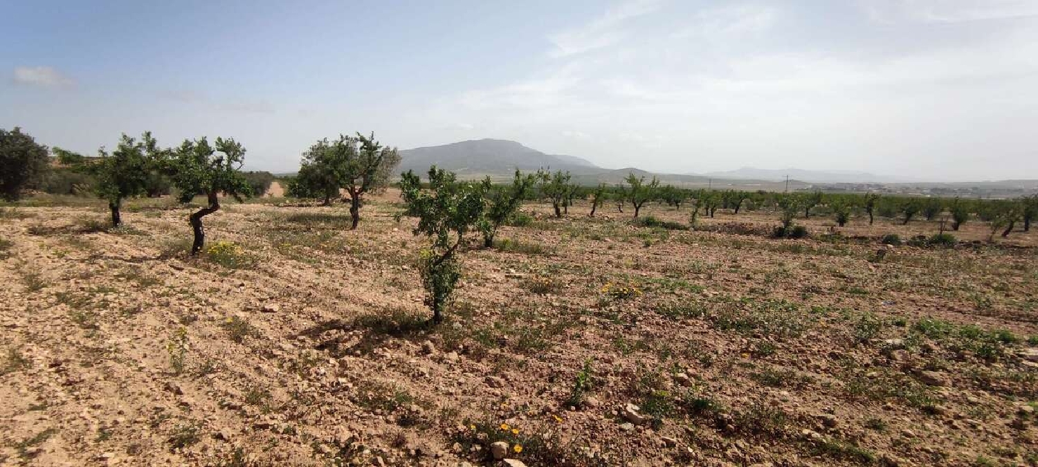  en venta finca rústica Pinoso Vinalopó Mitjà 15