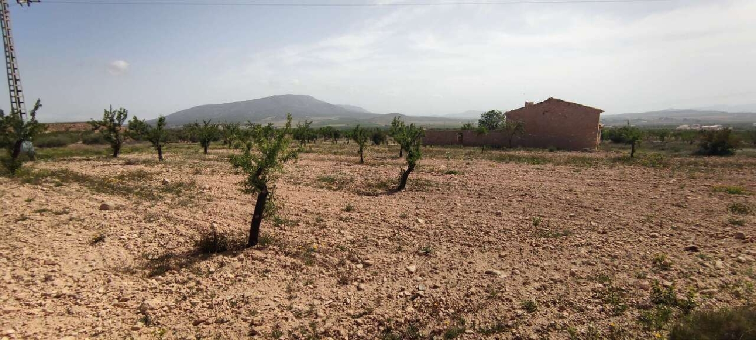  en venta finca rústica Pinoso Vinalopó Mitjà 5