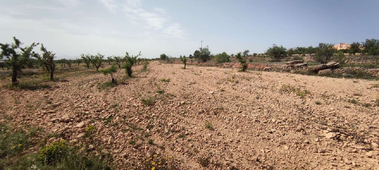  en venta finca rústica Pinoso Vinalopó Mitjà 4