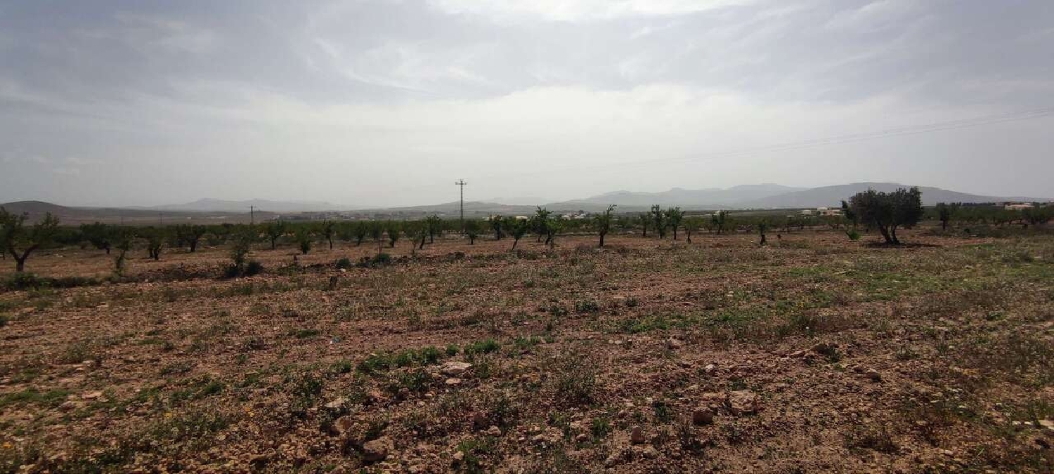  en venta finca rústica Pinoso Vinalopó Mitjà 16