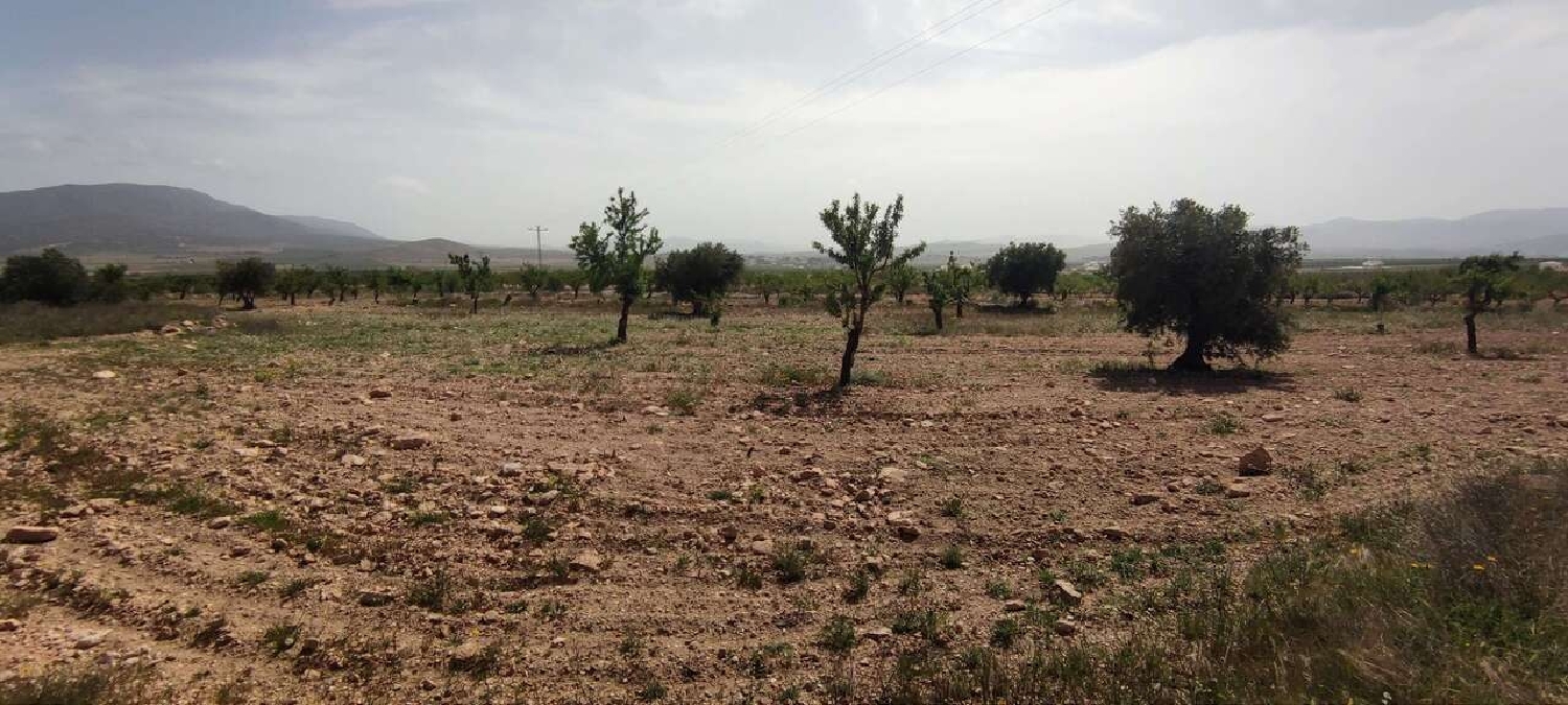  en venta finca rústica Pinoso Vinalopó Mitjà 8