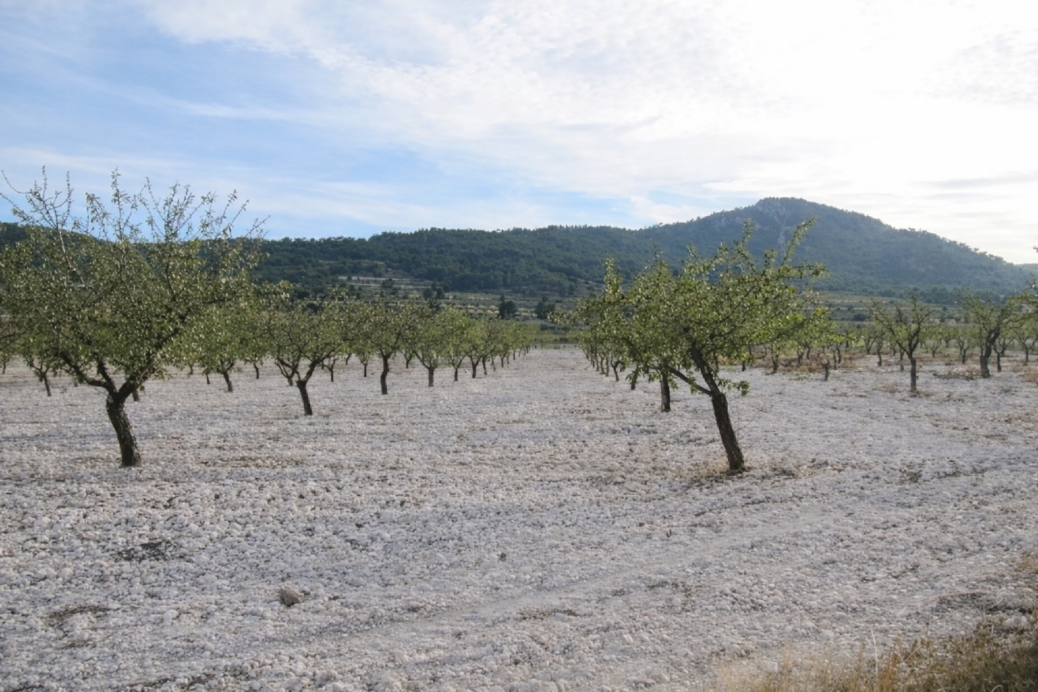  te koop boerderij Salinas Alt Vinalopó 3