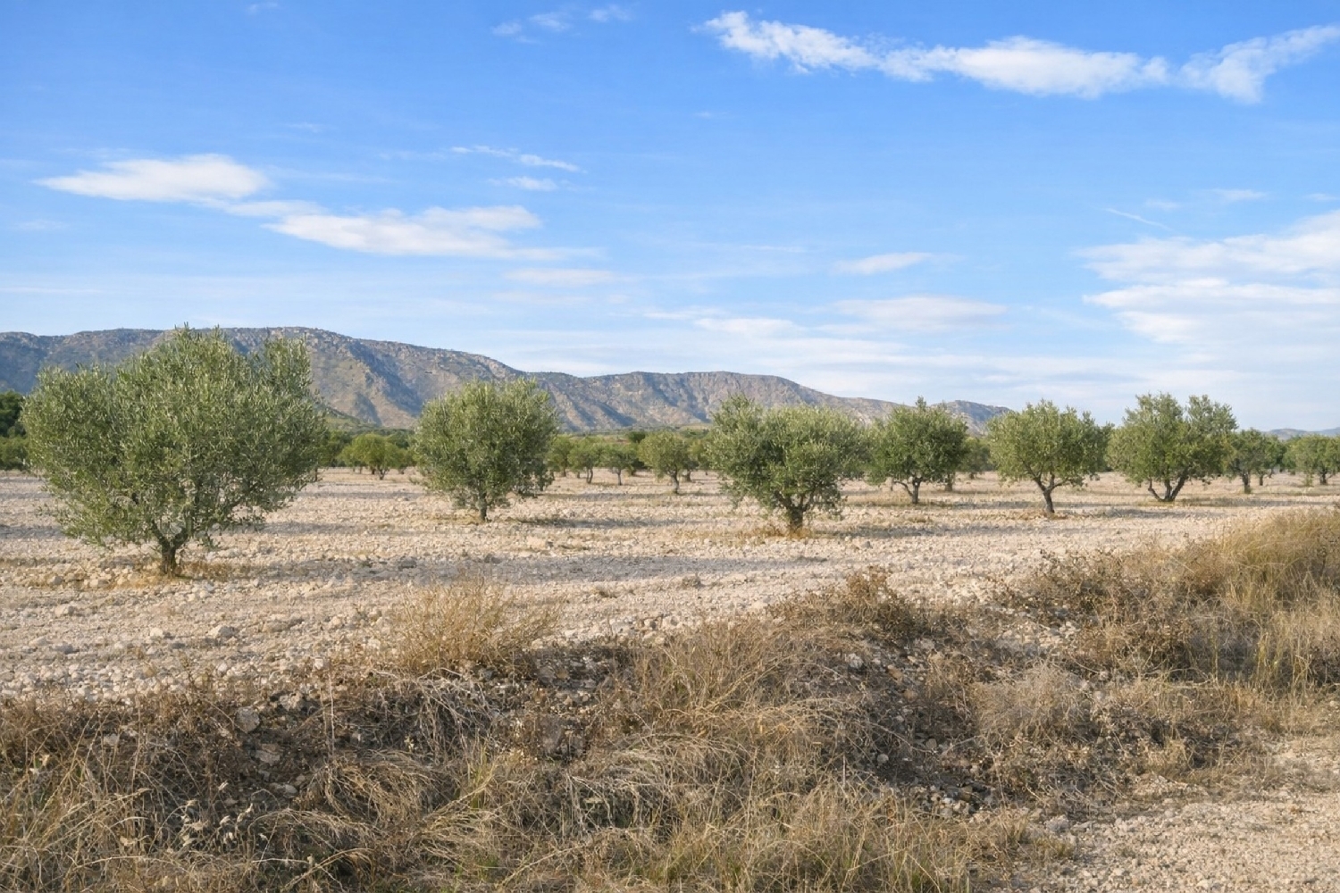  te koop boerderij Salinas Alt Vinalopó 2