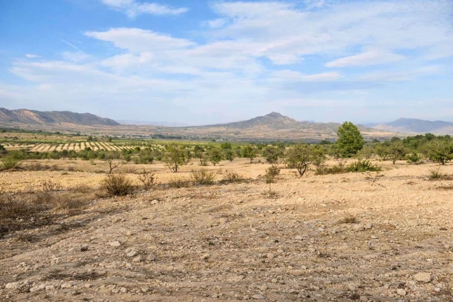  te koop boerderij Salinas Alt Vinalopó 5