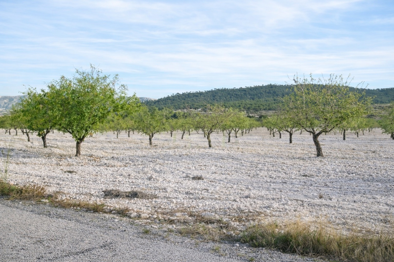  te koop boerderij Salinas Alt Vinalopó 7