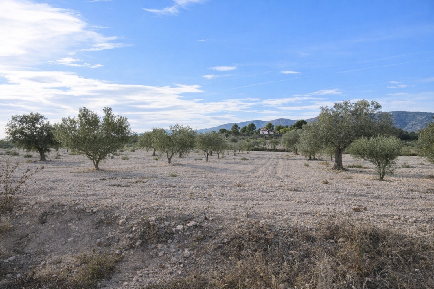  te koop boerderij Salinas Alt Vinalopó 4