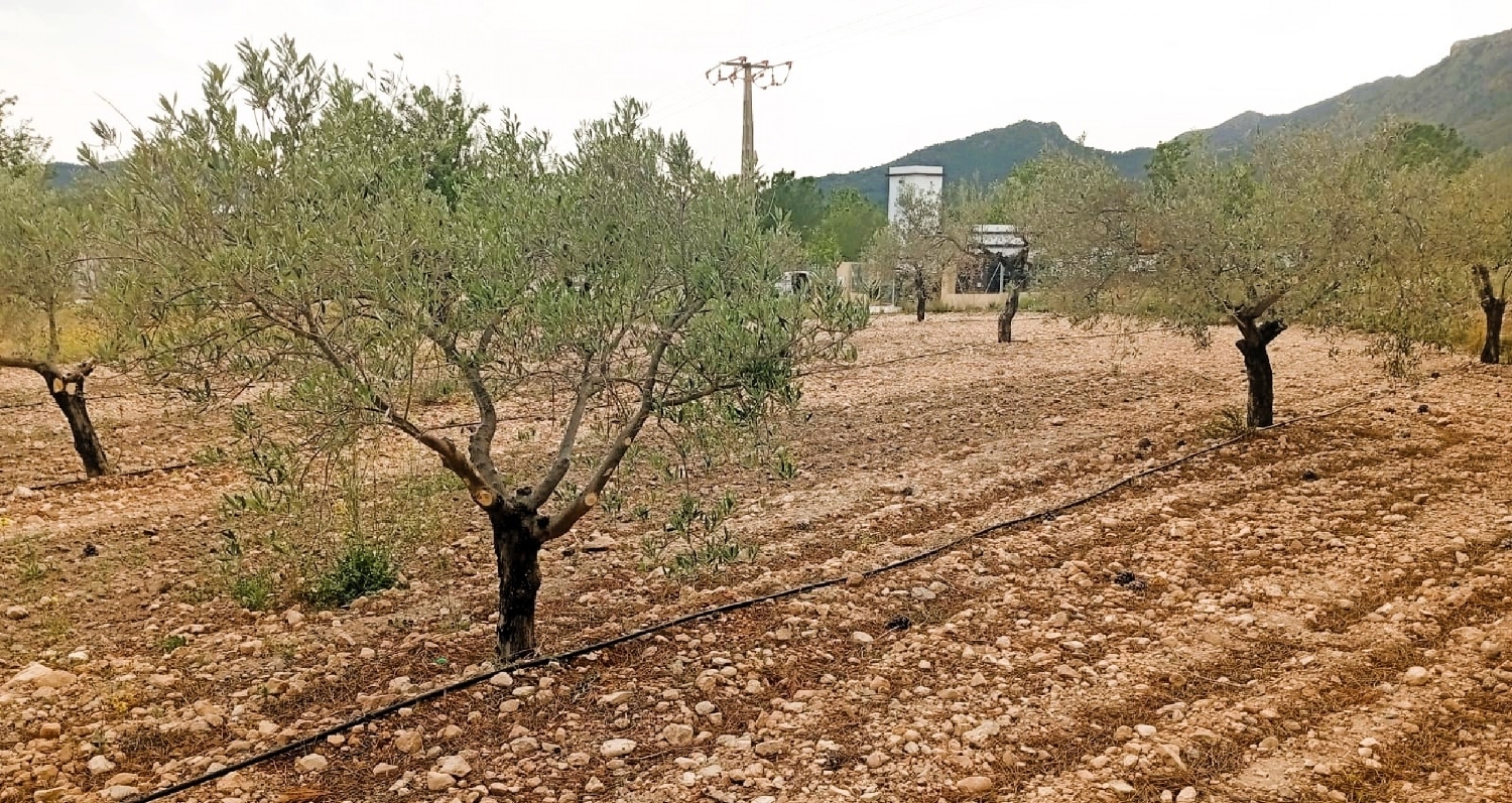  en venta finca rústica Salinas Alt Vinalopó 3