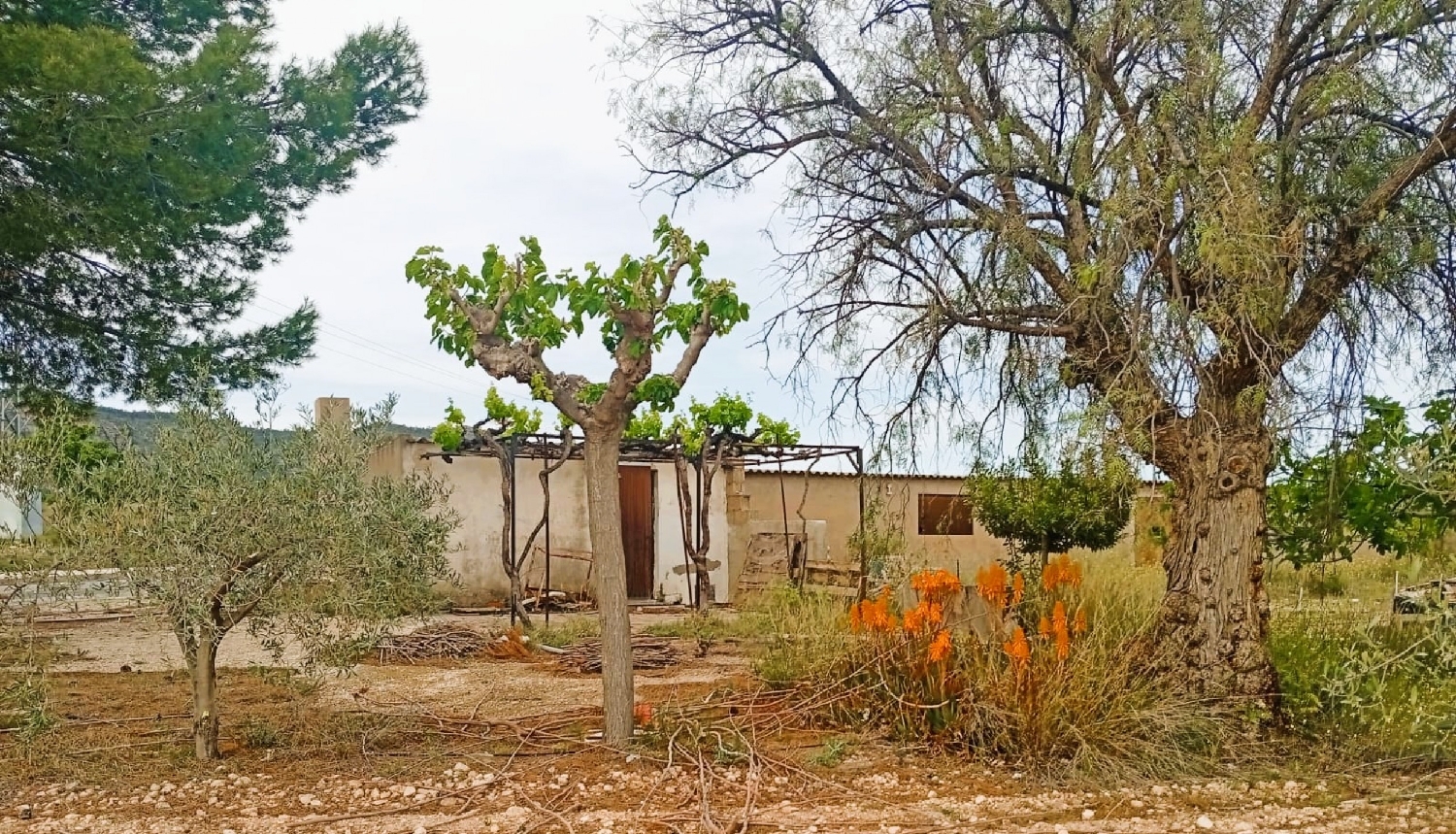  en venta finca rústica Salinas Alt Vinalopó 7
