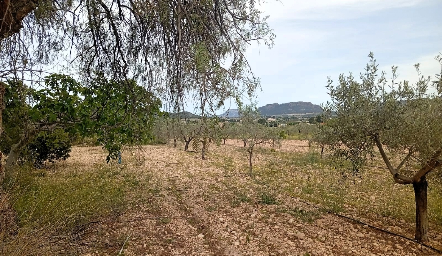  en venta finca rústica Salinas Alt Vinalopó 4