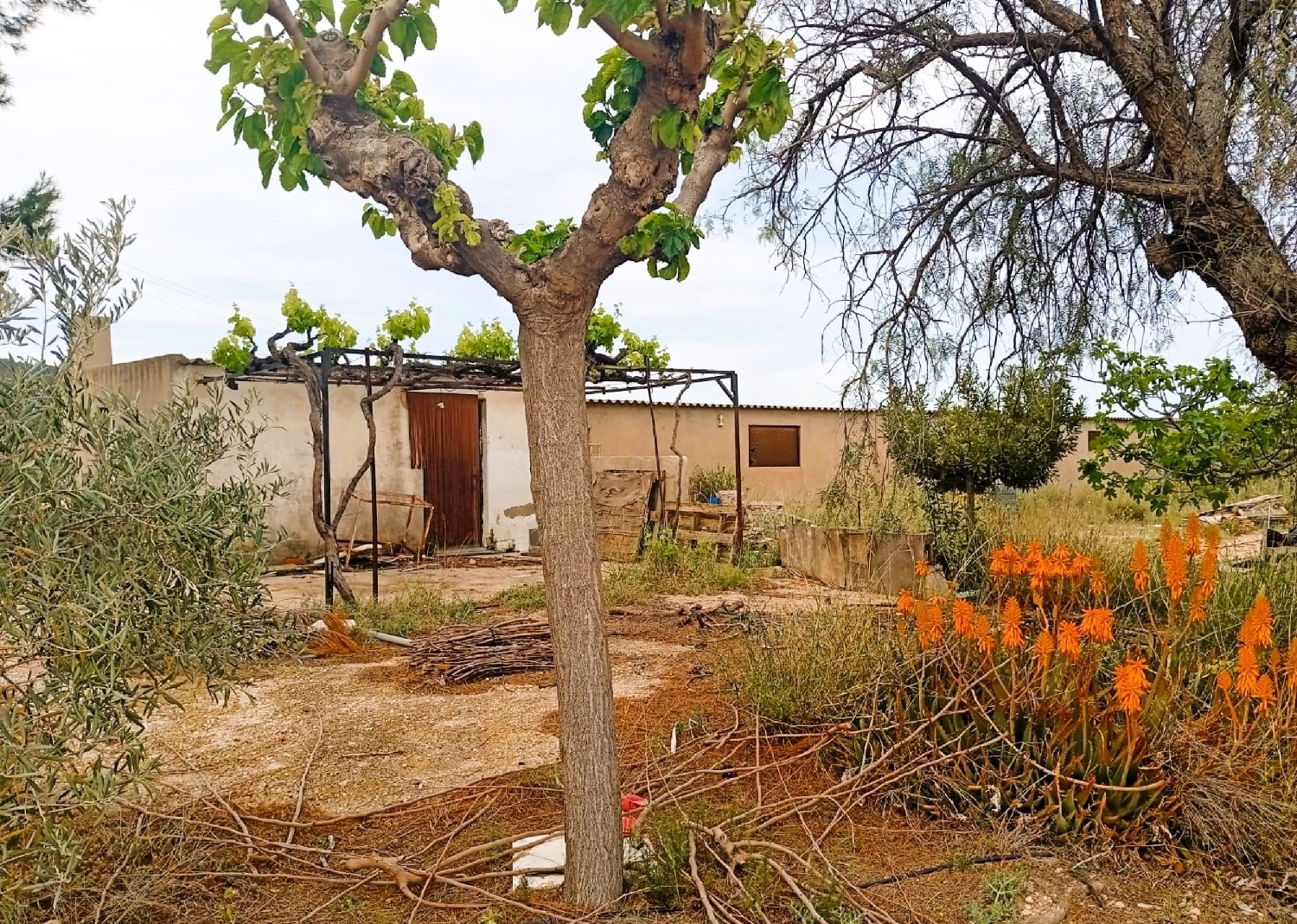  en venta finca rústica Salinas Alt Vinalopó 1