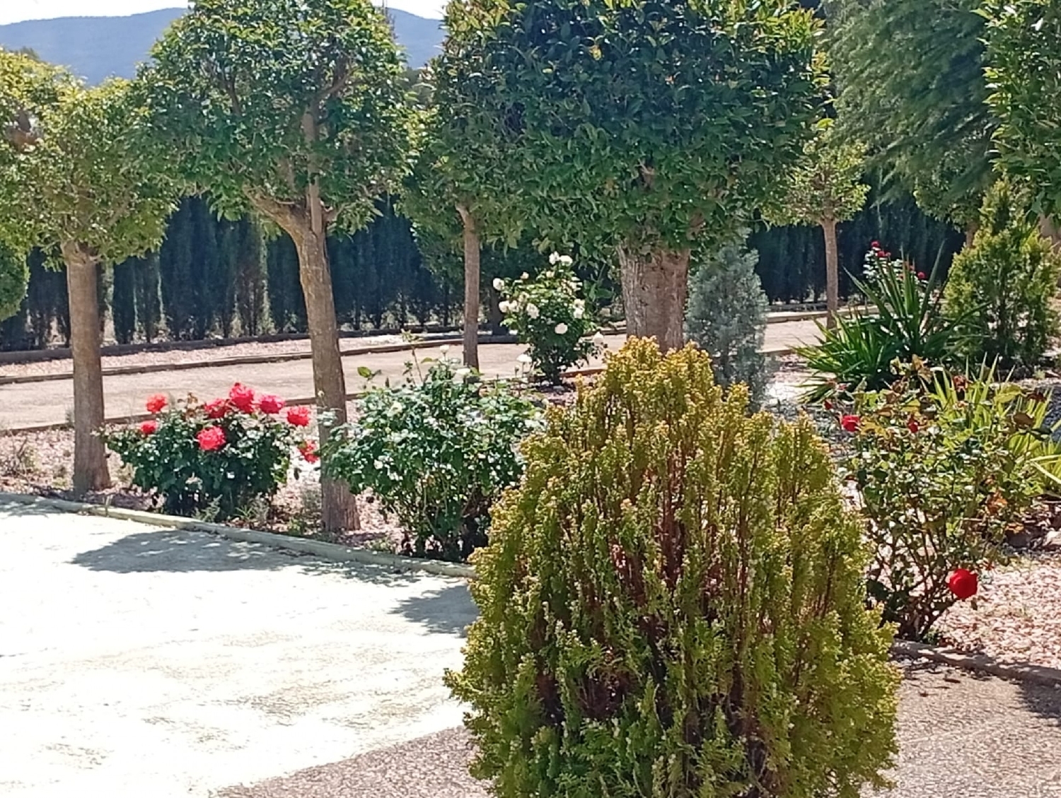  for sale country house Salinas Alt Vinalopó 3