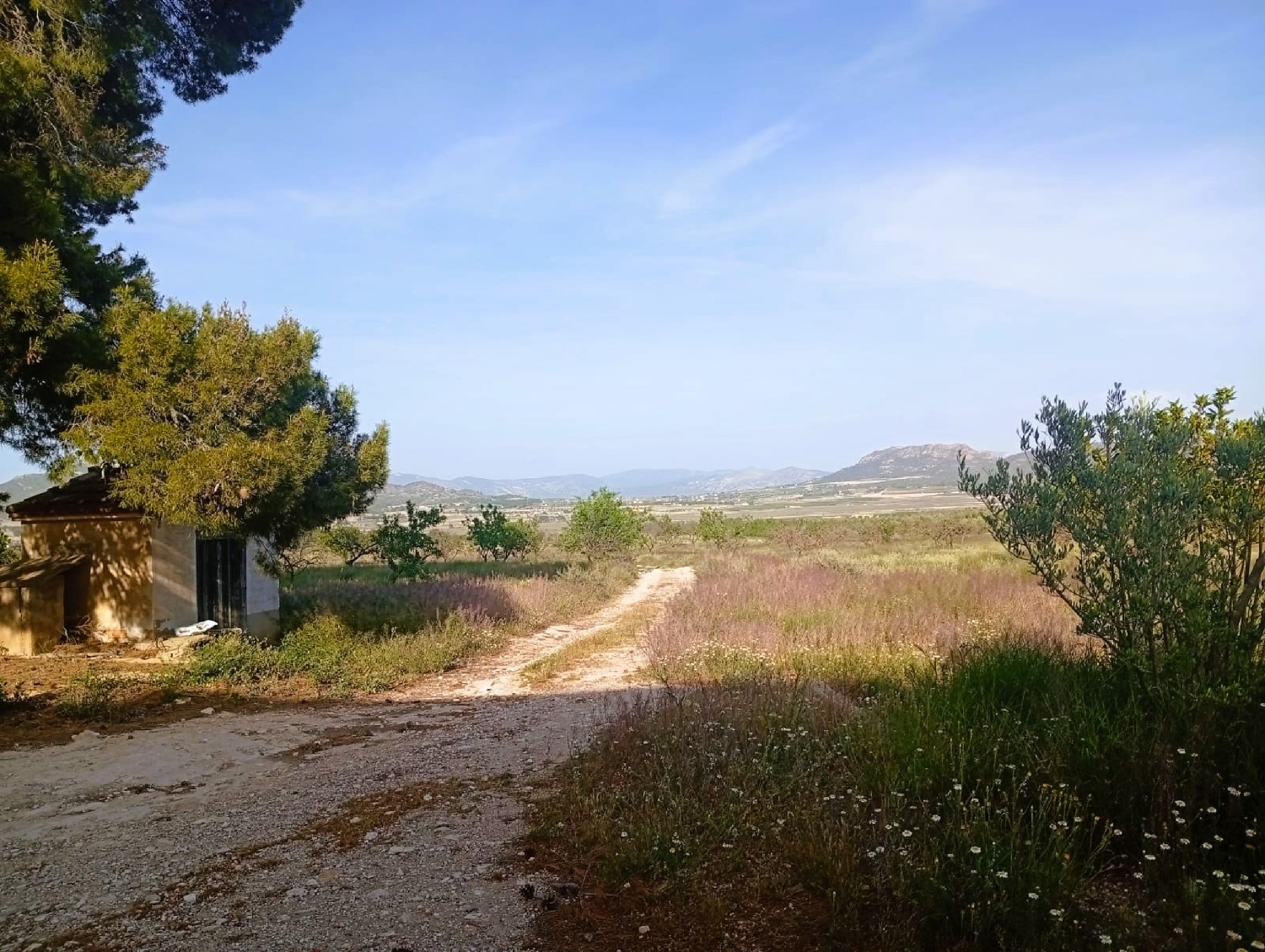  for sale country house Salinas Alt Vinalopó 6