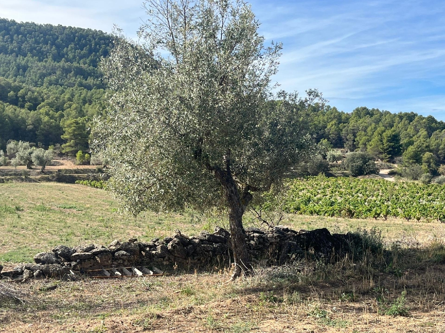  till salu hus på landet Valderrobres Matarraña 2