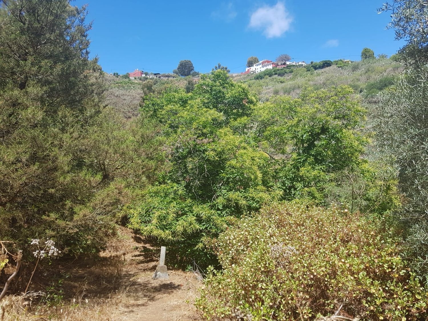  à vendre maison de campagne Vega De San Mateo Área Centro 6