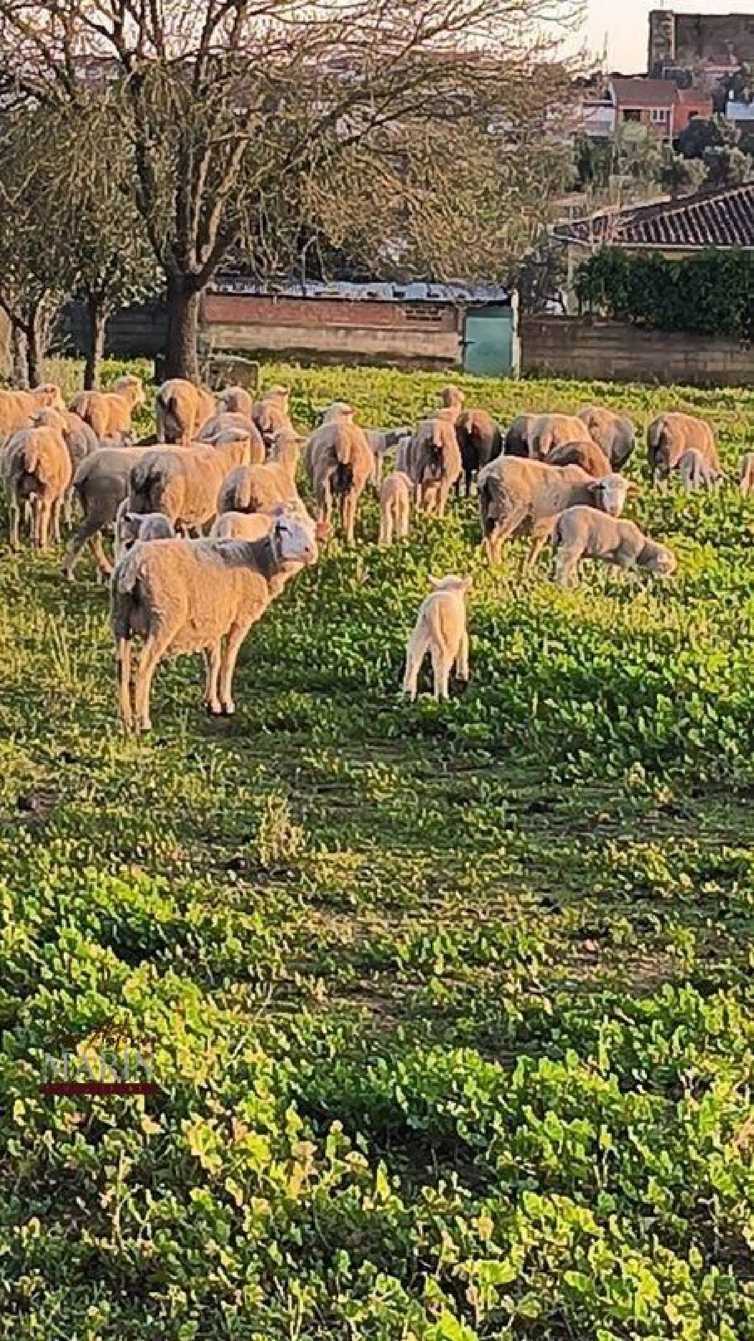  kaufen Landhaus Villanueva Del Fresno Olienza 4