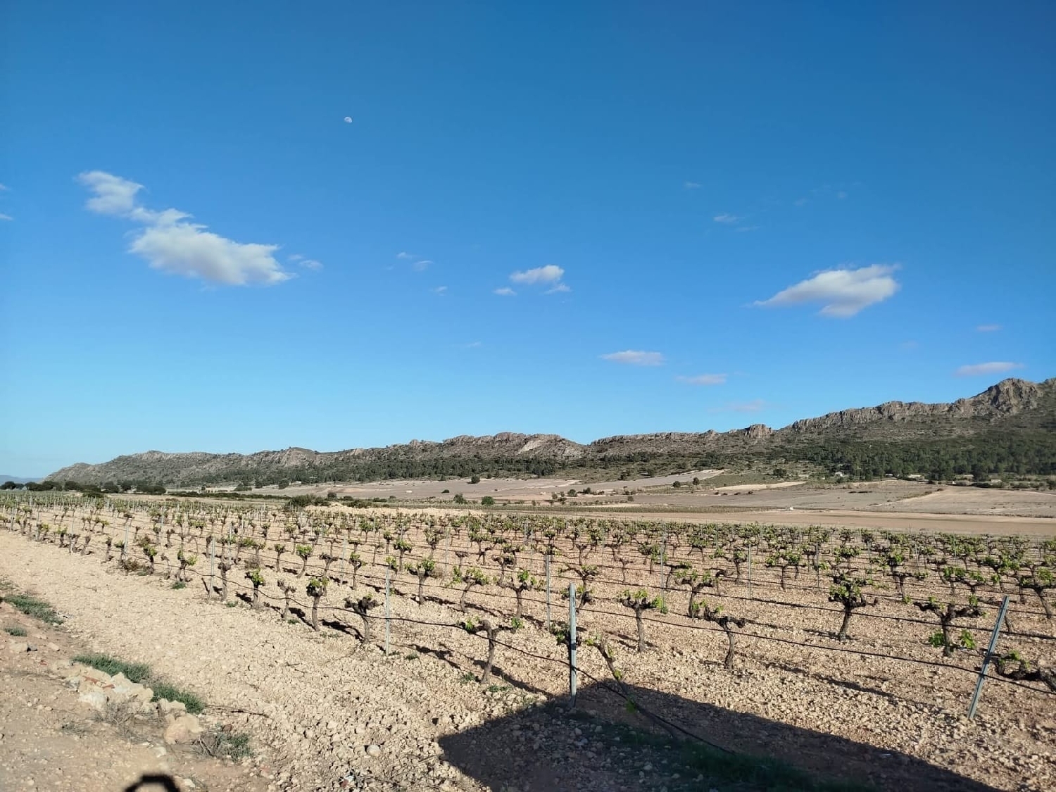 te koop boerderij Yecla Altiplano 6